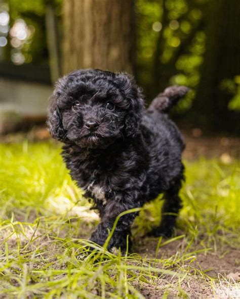 maltipoo puppies for sale bay area ca|More.